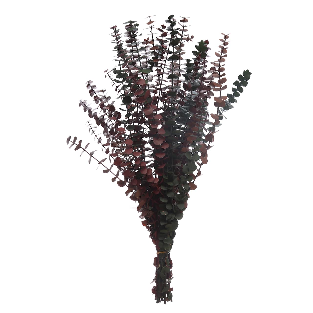 Dried Eucalyptus Bundle by Ashland®